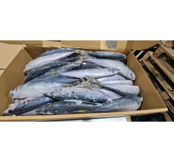 CÁ SABA  NHẬT (JAPAN) THÙNG 10KG SIZE 200-300